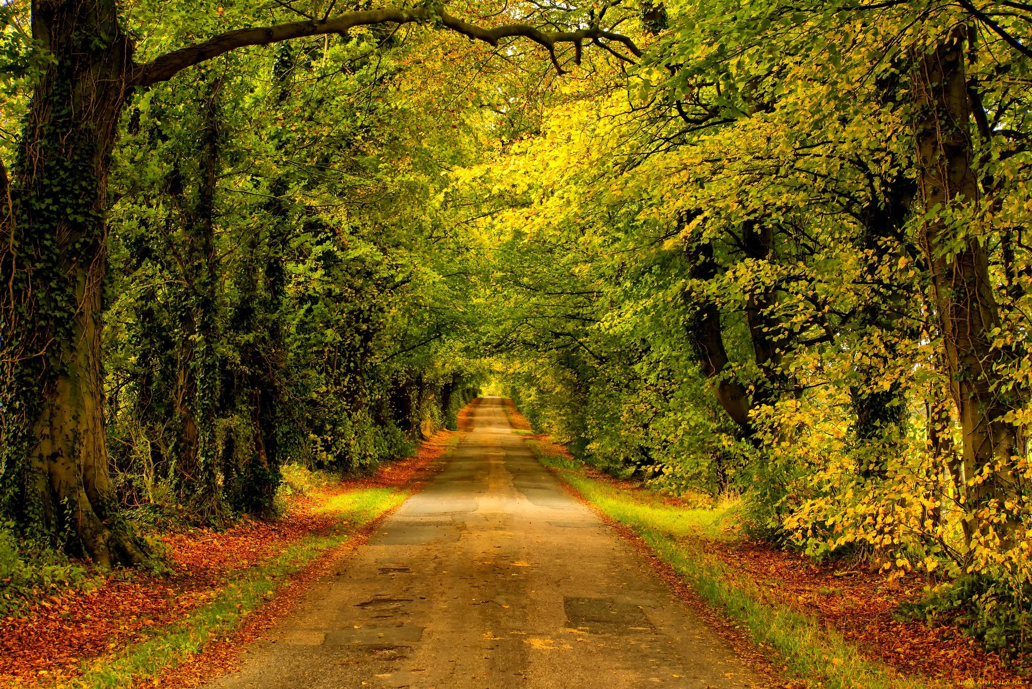 , , forest, nature, park, trees, leaves, colorful, road, path, autumn, fall, colors, walk, , , , , , 